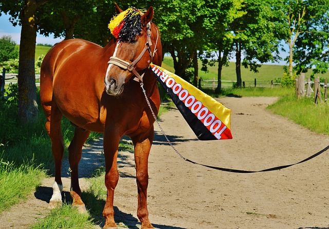 四川队立即 四川队立即